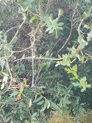 Quercus hemisphaerica