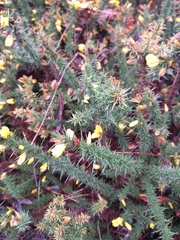 Ulex minor