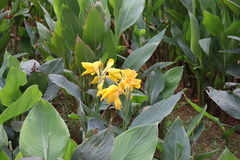 Canna flaccida