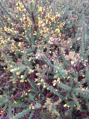 Ulex minor
