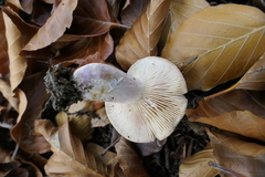 Lactarius flavidus