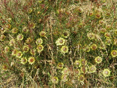 Protea scolymocephala