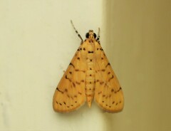 Conogethes
