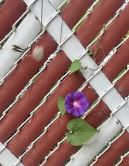 Ipomoea purpurea