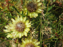 Protea scolymocephala