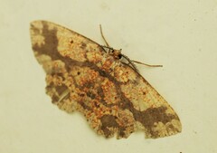 Parasynegia lidderdalii