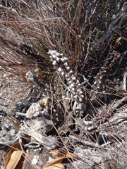 Asclepiadoideae