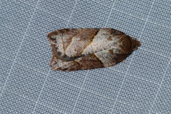 Acleris maccana