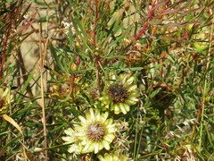 Protea scolymocephala