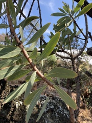 Protea