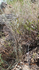 Diospyros lycioides nitens