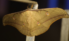 Antheraea roylei