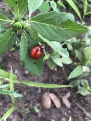 Leptinotarsa rubiginosa