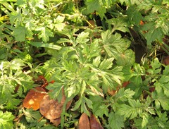 Artemisia indica