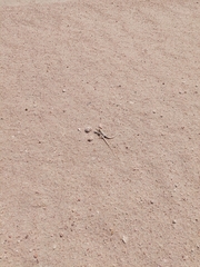 Meroles suborbitalis