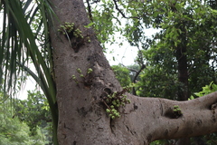 Ficus racemosa