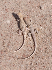 Meroles suborbitalis