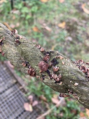 Deconica horizontalis