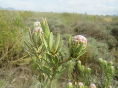 Leucadendron lanigerum laevigatum