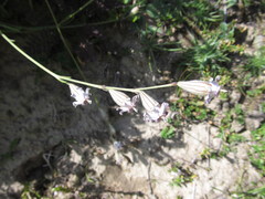 Silene ciliata graefferi
