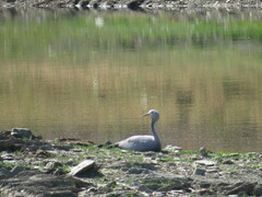 Anthropoides paradiseus
