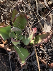 Kalanchoe thyrsiflora