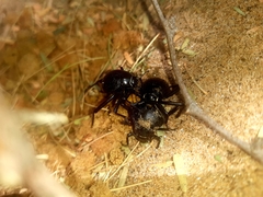 Physadesmia globosa