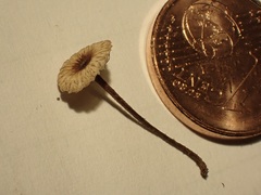 Crinipellis scabella