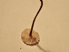 Crinipellis scabella