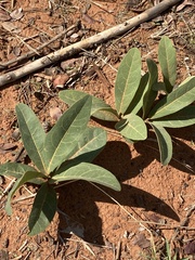 Dichapetalum