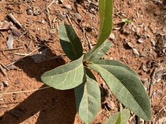 Dichapetalum