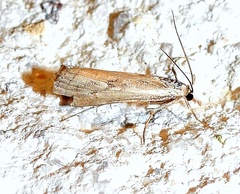 Parapediasia hulstellus