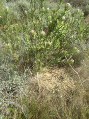 Leucadendron lanigerum laevigatum