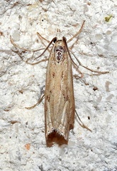 Parapediasia hulstellus