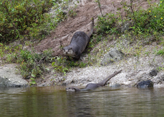 Lutrogale perspicillata