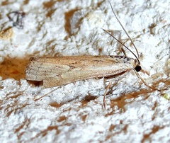 Parapediasia hulstellus
