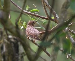 Cacomantis merulinus