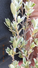 Diospyros lycioides nitens