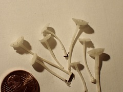 Hemimycena lactea