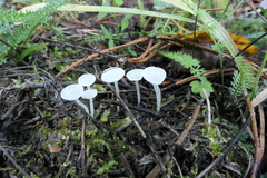 Hemimycena lactea