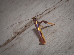 Caloptilia xanthopharella