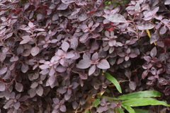 Euphorbia cotinifolia