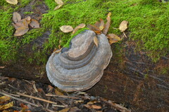 Fomes fomentarius