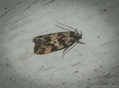Barea eucapnodes