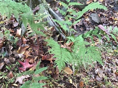Dryopteris erythrosora