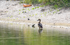 Dendrocygna javanica
