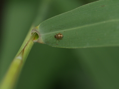 Anisosticta novemdecimpunctata
