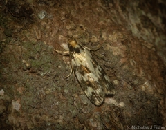 Barea euprepes