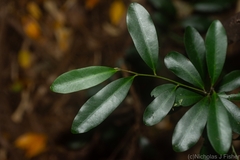 Diospyros australis