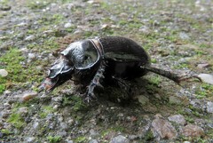 Ceratophyus hoffmannseggi